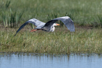 Héron cendré, Ardea cinerea, Grey Heron