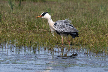 Héron cendré, Ardea cinerea, Grey Heron