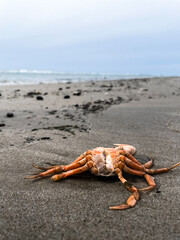 dead crab 