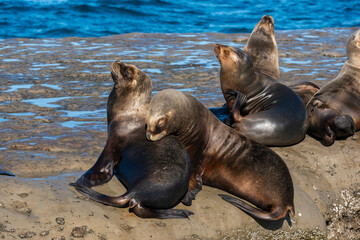 Naklejka premium South American Sea Lion , .Peninsula Valdes ,Chubut,Patagonia, Argentina