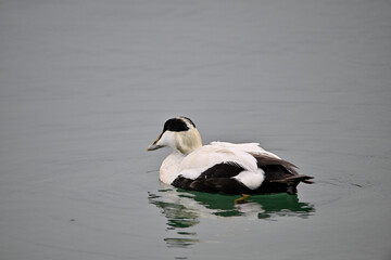 Eider duck- male- on the ocean 