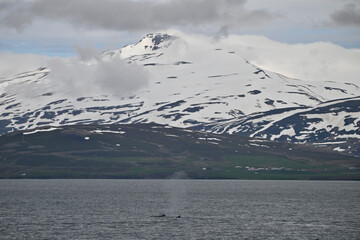 snow covered mountains with a humpback whale in the ocean