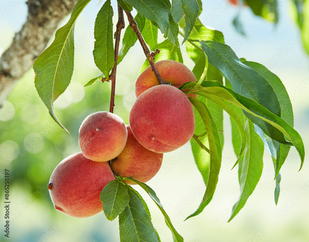 Wall mural Ripe peaches fruit in garden