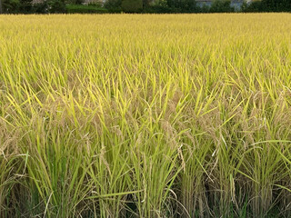 稲穂