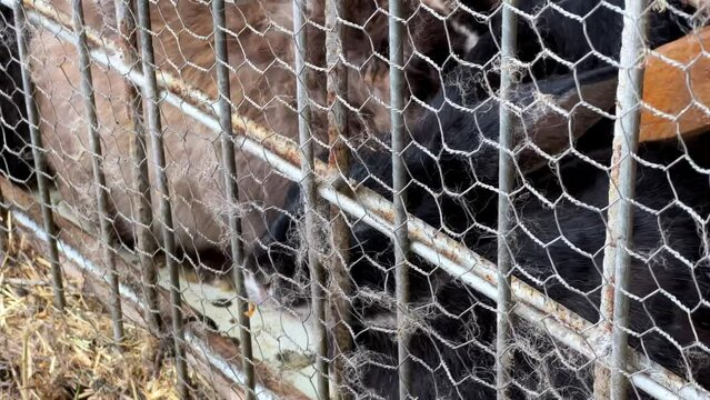 A terrestrial animal is munching on a carrot inside a wire fencing cage. The pet supply is made of composite material and metal