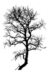 Obraz premium A tree silhouette without leaves is on a transparent background in a simple design.