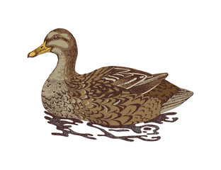 Mallard duck swimming hand drawn vector