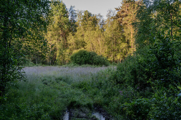 early morning landscape