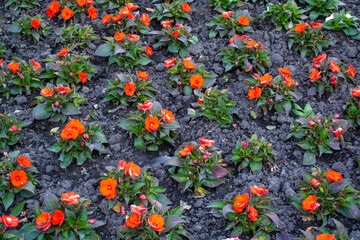 Field filled with small red flowers. Floral background. Red flowers are spread across the site