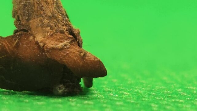 Video of Bagworm Moth Isolated On Green Background