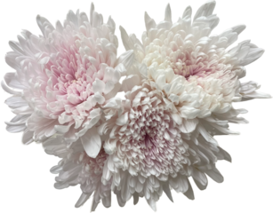 white and pink super mum png