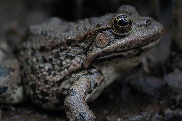 Frog
