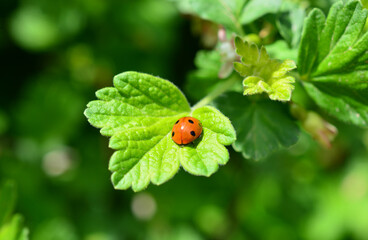 a ladybug on a green leaf with sunlight close up