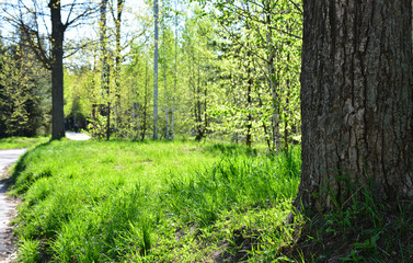 green lawn with sunlight in the forest copy space  