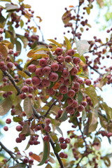 Fruits of crab apple, tiny  red apple fruits, summer garden, ornamental tree