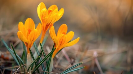 Fresh orange spring crocus blossoms up close Saffron flowers from the iris family Spring plant...