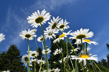 Daisies in bloom, Sainte-Apolline, Québec, Canada