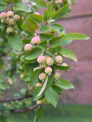 Obraz premium Fruits of crab apple, tiny green apple fruits, summer garden, ornamental tree
