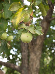 Growing apples, apple tree with fruits