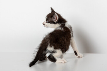 Adorable Black and White Baby Kitten with Butt Towards Camera, Looking Left, Isolated on White Background - Cute Stock Photo