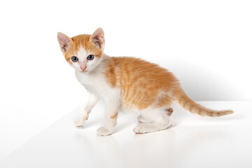 Adorable Orange Tabby Baby Kitten Isolated on White Background - Cute and Playful Feline