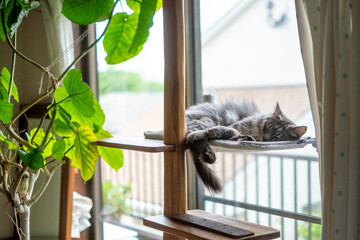 ハンモックで寝るサバトラ猫