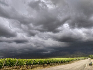 Finca y bodegas de actividad vitivinicola de la provincia de Mendoza Argentina.
