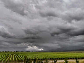 Finca y bodegas de actividad vitivinicola de la provincia de Mendoza Argentina.