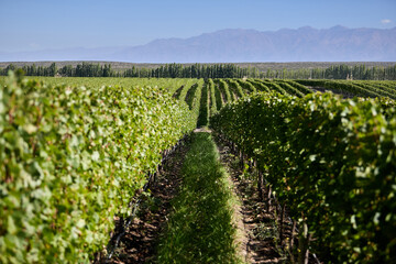 Finca y bodegas de actividad vitivinicola de la provincia de Mendoza Argentina.