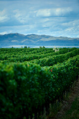Finca y bodegas de actividad vitivinicola de la provincia de Mendoza Argentina.