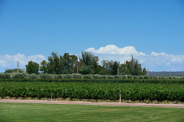 Finca y bodegas de actividad vitivinicola de la provincia de Mendoza Argentina.