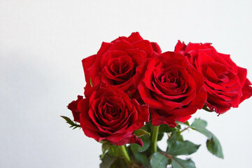 赤い薔薇