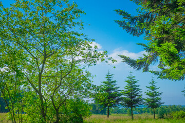 Obraz premium 北欧の新緑と青空