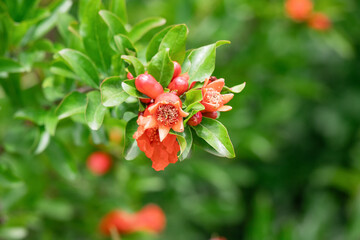 Fresh pomegranate blossoms blooming amidst green leaves in a spring garden