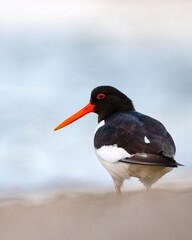 oystercatcher