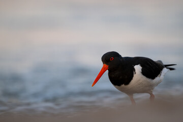 oystercatcher