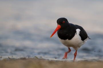oystercatcher