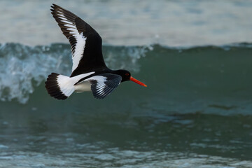 oystercatcher 
