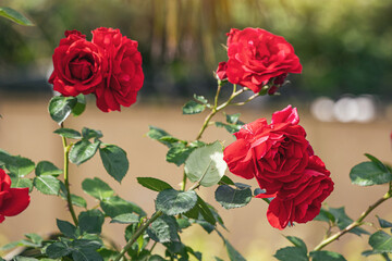 Fresh rose bush outdoors, showcasing its vivid petals