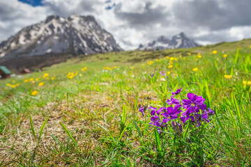 Obraz premium Tranquil rural scenery of the Komovi Mountains in Montenegro, with snow-capped peaks contrasting against lush green meadows and vibrant spring flowers.