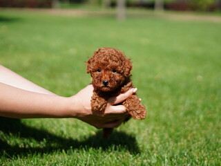 Red Toy Poodle Puppy Sitting on Green Grass. Fluffy, cute dog Looks at the Camera. Domestic pets