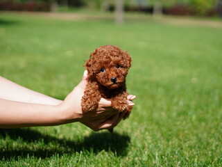 Red Toy Poodle Puppy Sitting on Green Grass. Fluffy, cute dog Looks at the Camera. Domestic pets