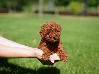 Red Toy Poodle Puppy Sitting on Green Grass. Fluffy, cute dog Looks at the Camera. Domestic pets