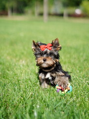Yorkshire Terrier Puppy Sitting on Green Grass. Fluffy, cute dog Looks at the Camera. Domestic pets