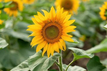 Obraz premium Bright sunflowers standing tall in a garden, isolated with room for text on a clean backdrop