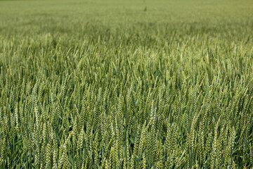 field of ripening green rye in June in southern Bavaria.