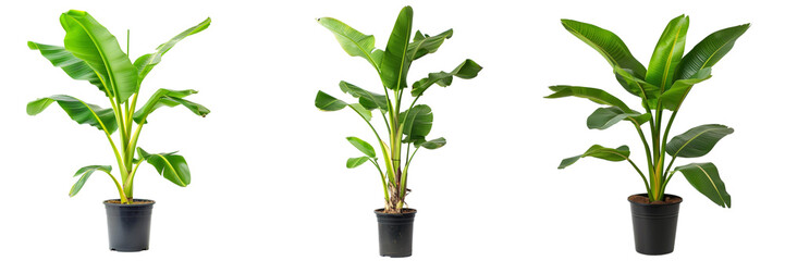 A set of Potted banana plant transparent background