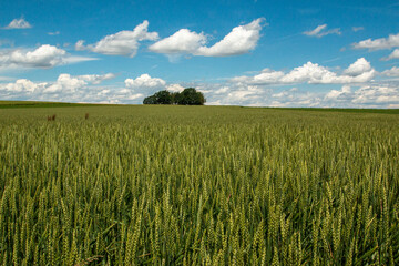Rye green field in the background blue sky with clouds and a group of trees