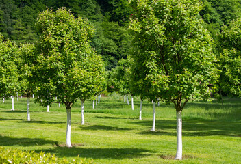 Apple orchard in Rosa Khutor. Mountains view landscape