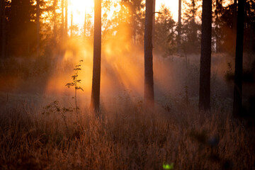 A beautiful sunrise scene at the forest glade with sun rays. Natural summer morning landscape of woodlands in Latvia, Northern Europe.